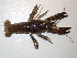  ( - Dec1)  @11 [ ] CreativeCommons - Attribution Non-Commercial (2025) Stephan Koblmueller Karl-Franzens University of Graz, Dept of Zoology