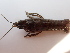  (Cambarinae - Dec6)  @11 [ ] CreativeCommons - Attribution Share-Alike (2025) Stepahn Koblmueller Karl-Franzens University of Graz