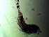  ( - ZISP 16SNM-612)  @11 [ ] Zoological Institute of RAS  No Rights Reserved Unspecified