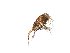  ( - ZISP 16SNM-673)  @11 [ ] Zoological Institute of RAS  No Rights Reserved Unspecified