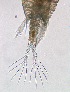  ( - ZISP 16SNM-675)  @11 [ ] Zoological Institute of RAS  No Rights Reserved Unspecified