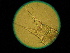  ( - ZISP 16SNM-685)  @11 [ ] Zoological Institute of RAS  No Rights Reserved Unspecified