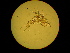  ( - ZISP 16SNM-689)  @11 [ ] Zoological Institute of RAS  No Rights Reserved Unspecified