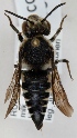  (Coelioxys conoidea - FACU-000064)  @14 [ ] CreativeCommons - Attribution Non-Commercial (2012) Marko Mutanen University of Oulu
