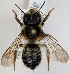  (Megachile ligniseca - FACU-000103)  @15 [ ] CreativeCommons - Attribution Non-Commercial (2012) Marko Mutanen University of Oulu