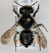  (Megachile versicolor - FACU-000106)  @15 [ ] CreativeCommons - Attribution Non-Commercial (2012) Marko Mutanen University of Oulu