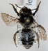  (Megachile analis - FACU-000111)  @15 [ ] CreativeCommons - Attribution Non-Commercial (2012) Marko Mutanen University of Oulu