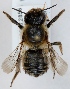  (Megachile willughbiella - FACU-000126)  @15 [ ] CreativeCommons - Attribution Non-Commercial (2012) Marko Mutanen University of Oulu
