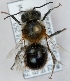  (Osmia inermis - FACU-000156)  @14 [ ] CreativeCommons - Attribution Non-Commercial (2012) Marko Mutanen University of Oulu