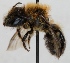  (Osmia disjuncta - FACU-000163)  @13 [ ] CreativeCommons - Attribution Non-Commercial (2012) Marko Mutanen University of Oulu