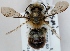  (Osmia nigriventris - FACU-000166)  @15 [ ] CreativeCommons - Attribution Non-Commercial (2012) Marko Mutanen University of Oulu