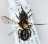  (Osmia parietina - FACU-000170)  @15 [ ] CreativeCommons - Attribution Non-Commercial (2012) Marko Mutanen University of Oulu