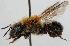  (Osmia uncinata - FACU-000173)  @15 [ ] CreativeCommons - Attribution Non-Commercial (2012) Marko Mutanen University of Oulu