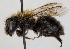  (Osmia svenssoni - FACU-000176)  @14 [ ] CreativeCommons - Attribution Non-Commercial (2012) Marko Mutanen University of Oulu