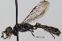  (Trypoxylon clavicerum - FACU-000656)  @14 [ ] CreativeCommons - Attribution Non-Commercial (2012) Marko Mutanen University of Oulu
