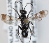  (Dipogon bifasciatus - FACU-000821)  @14 [ ] CreativeCommons - Attribution Non-Commercial (2012) Marko Mutanen University of Oulu