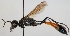  (Ammophila sabulosa - FACU-000918)  @15 [ ] CreativeCommons - Attribution Non-Commercial (2012) Marko Mutanen University of Oulu