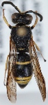  (Euodynerus notatus - FACU-000960)  @14 [ ] CreativeCommons - Attribution Non-Commercial (2012) Marko Mutanen University of Oulu