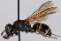  (Euodynerus quadrifasciatus - FACU-000963)  @14 [ ] CreativeCommons - Attribution Non-Commercial (2012) Marko Mutanen University of Oulu