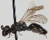  (Hylaeus gracilicornis - FACU-001040)  @14 [ ] CreativeCommons - Attribution Non-Commercial (2012) Marko Mutanen University of Oulu