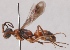  (Priocnemis minuta - GP.69770)  @14 [ ] CreativeCommons - Attribution Non-Commercial (2014) Marko Mutanen University of Oulu