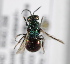 ( - MZH_GP.71169A)  @13 [ ] CreativeCommons - Attribution Non-Commercial (2014) Juho Paukkunen Finnish Museum of Natural History