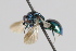  ( - MZH_GP.92638)  @13 [ ] CreativeCommons - Attribution Non-Commercial (2014) Juho Paukkunen Finnish Museum of Natural History