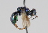  (Omalus puncticollis - MZH_GP.92639)  @13 [ ] CreativeCommons - Attribution Non-Commercial (2014) Juho Paukkunen Finnish Museum of Natural History