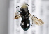 ( - MZH_GP.92640)  @12 [ ] CreativeCommons - Attribution Non-Commercial (2014) Juho Paukkunen Finnish Museum of Natural History