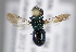  ( - MZH_GP.92643)  @13 [ ] CreativeCommons - Attribution Non-Commercial (2014) Juho Paukkunen Finnish Museum of Natural History
