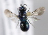  ( - MZH_GP.92646)  @13 [ ] CreativeCommons - Attribution Non-Commercial (2014) Juho Paukkunen Finnish Museum of Natural History
