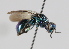  (Omalus aeneus - MZH_GP.92647)  @14 [ ] CreativeCommons - Attribution Non-Commercial (2014) Juho Paukkunen Finnish Museum of Natural History