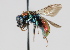  ( - MZH_GP.92666)  @14 [ ] CreativeCommons - Attribution Non-Commercial (2014) Juho Paukkunen Finnish Museum of Natural History