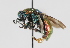  ( - MZH_GP.92667)  @14 [ ] CreativeCommons - Attribution Non-Commercial (2014) Juho Paukkunen Finnish Museum of Natural History