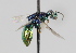  ( - MZH_GP.92674)  @12 [ ] CreativeCommons - Attribution Non-Commercial (2014) Juho Paukkunen Finnish Museum of Natural History