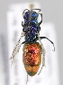  (Chrysura trimaculata - MZH_GP.92675)  @14 [ ] CreativeCommons - Attribution Non-Commercial (2014) Juho Paukkunen Finnish Museum of Natural History