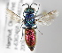  (Chrysura radians - MZH_GP.92679)  @14 [ ] CreativeCommons - Attribution Non-Commercial (2014) Juho Paukkunen Finnish Museum of Natural History