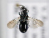  ( - MZH_GP.92699)  @13 [ ] CreativeCommons - Attribution Non-Commercial (2014) Juho Paukkunen Finnish Museum of Natural History