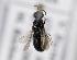  ( - MZH_GP.92700)  @13 [ ] CreativeCommons - Attribution Non-Commercial (2014) Juho Paukkunen Finnish Museum of Natural History