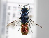  ( - MZH_GP.92702)  @13 [ ] CreativeCommons - Attribution Non-Commercial (2014) Juho Paukkunen Finnish Museum of Natural History