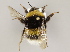  ( - MZH_GP.94756)  @11 [ ] CreativeCommons - Attribution Non-Commercial (2012) Juho Paukkunen Finnish Museum of Natural History