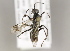  ( - MZH_GP.94757)  @13 [ ] CreativeCommons - Attribution Non-Commercial (2012) Juho Paukkunen Finnish Museum of Natural History