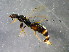  ( - bf-bet-00002)  @12 [ ] CreativeCommons - Attribution Non-Commercial Share-Alike (2015) Kjell Magne Olsen BioFokus