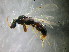  (Goniozus distigmus - bf-bet-00007)  @14 [ ] CreativeCommons - Attribution Non-Commercial Share-Alike (2015) Kjell Magne Olsen BioFokus