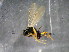  ( - bf-dry-00011)  @13 [ ] CreativeCommons - Attribution Non-Commercial Share-Alike (2015) Kjell Magne Olsen BioFokus