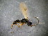  ( - bf-dry-00056)  @12 [ ] CreativeCommons - Attribution Non-Commercial Share-Alike (2015) Kjell Magne Olsen BioFokus