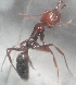  (Anochetus sedilloti - AAI_53)  @13 [ ] Unspecified (default): All Rights Reserved  Unspecified Unspecified