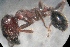  (Pheidole wroughtonii - AAI_71)  @12 [ ] Copyright (2013) Rashmi Sharma Paul Hebert Centre For DNA Barcoding And Biodiversity Studies,Aurangabad