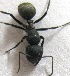 ( - AAI_22)  @12 [ ] Copyright (2013) Rashmi Sharma Paul Hebert Centre For DNA Barcoding And Biodiversity Studies,Aurangabad