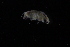  ( - BAALB1)  @11 [ ] CreativeCommons - Attribution Share-Alike (2022) Unspecified University of Lodz, Department of Invertebrate Zoology and Hydrobiology